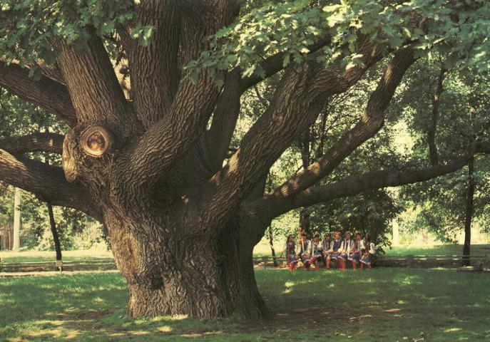 Дуб (лат.  Quercus), англ.  Oak - род деревьев и кустарников семейства Буковые...